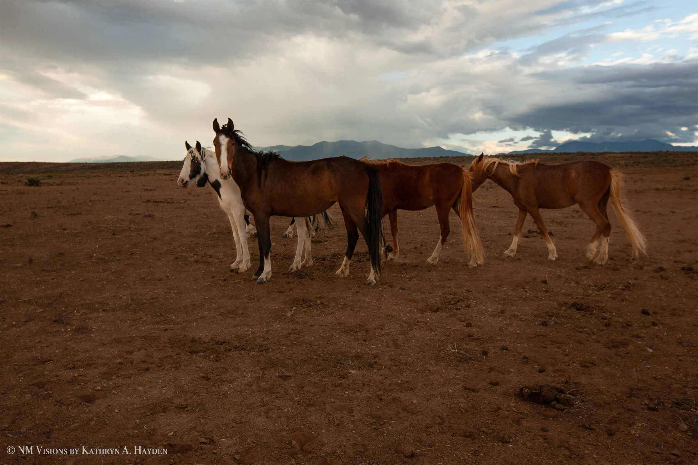 Equines in Wild at Sunset