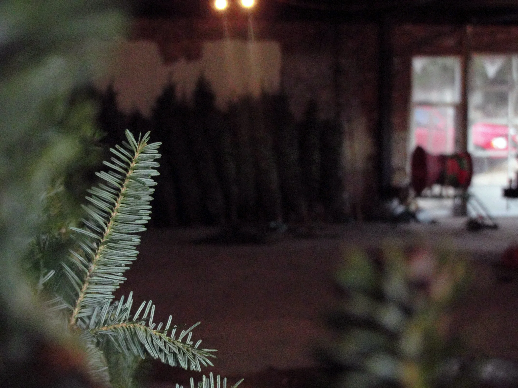 NorthStar Christmas Trees