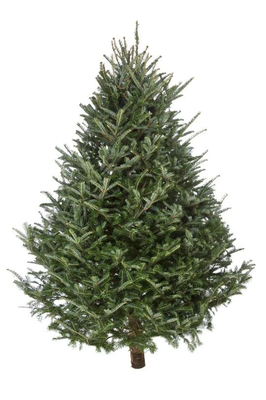 Small Tree 2016.jpg
