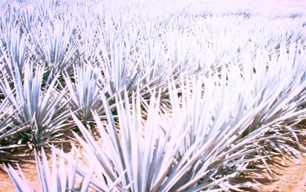 agave picture .png