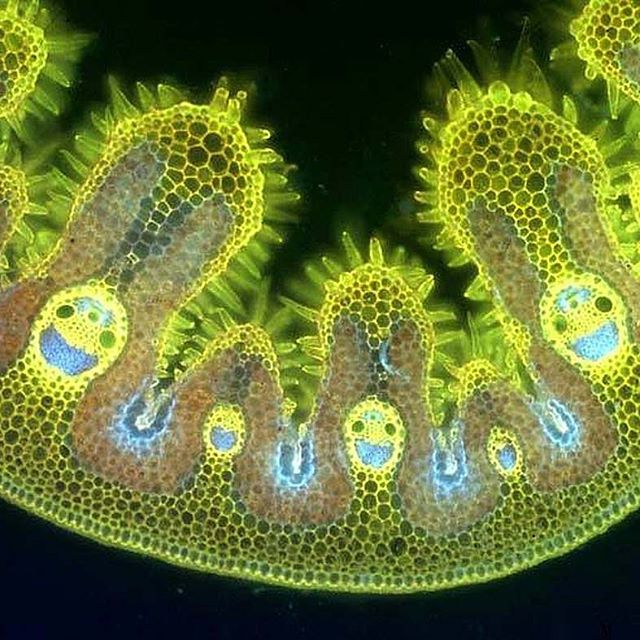 This is a picture of grass cells.
I can&rsquo;t stop looking at it. It&rsquo;s mesmerizing and looks so happy. 😃😃😃
.
.
.
.
#happiness #grass #grasscells #grasscellsaresocute #fun