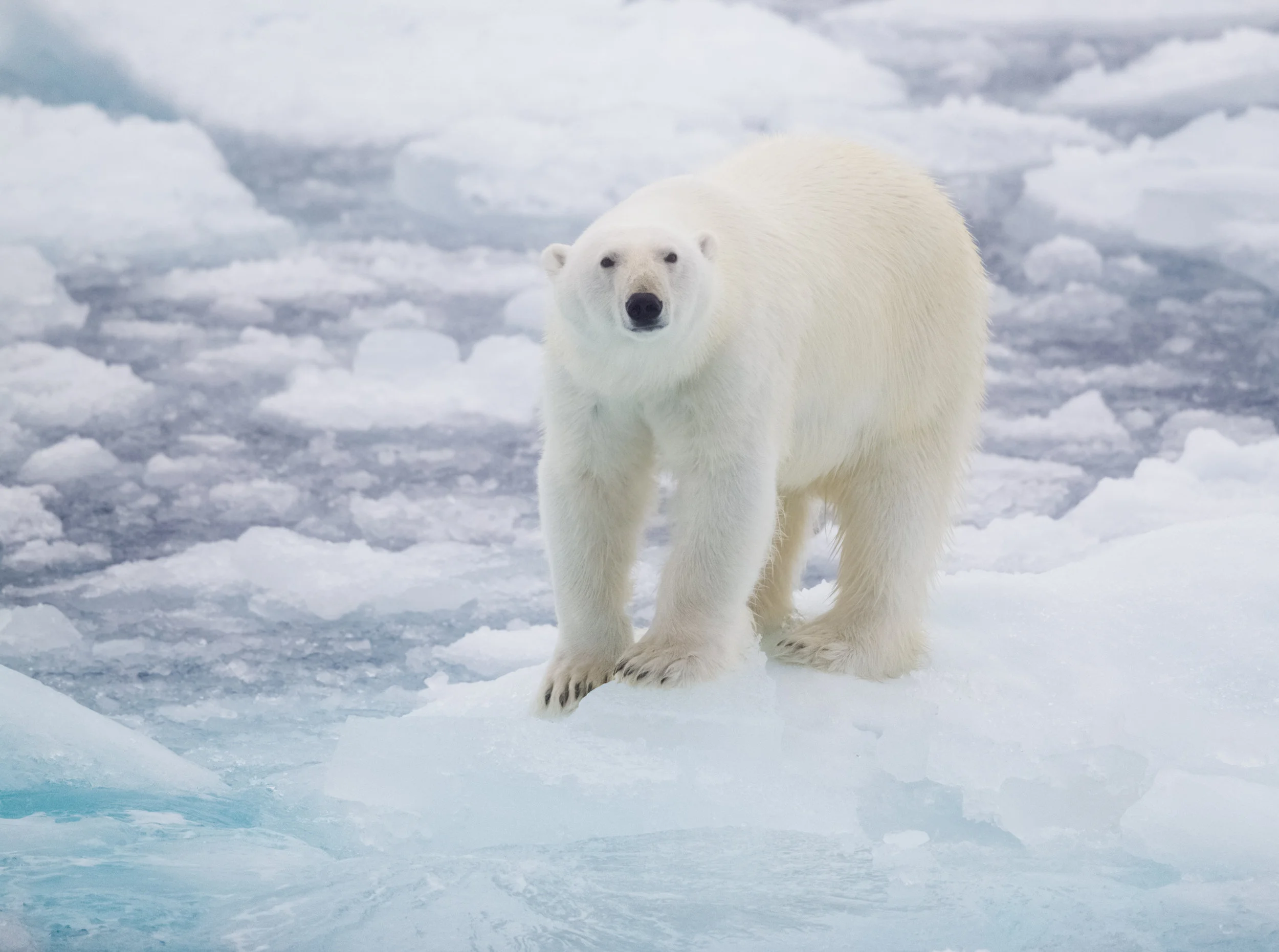 Ice Fishing by K. Canning