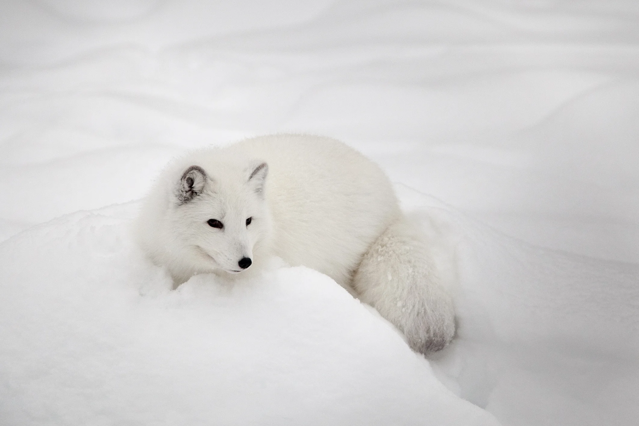 Arctic fox by Ignatiev