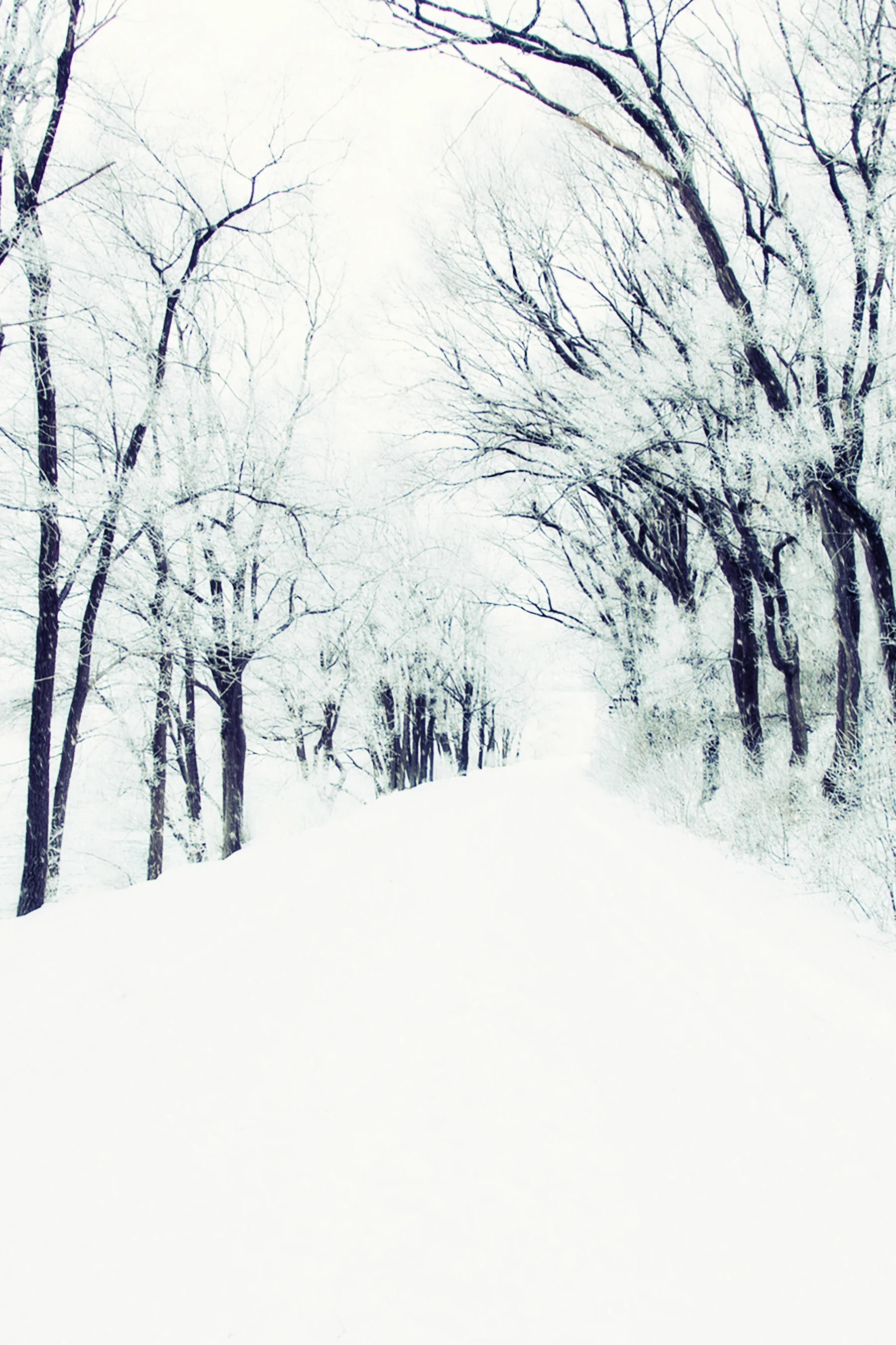 Snow Trails