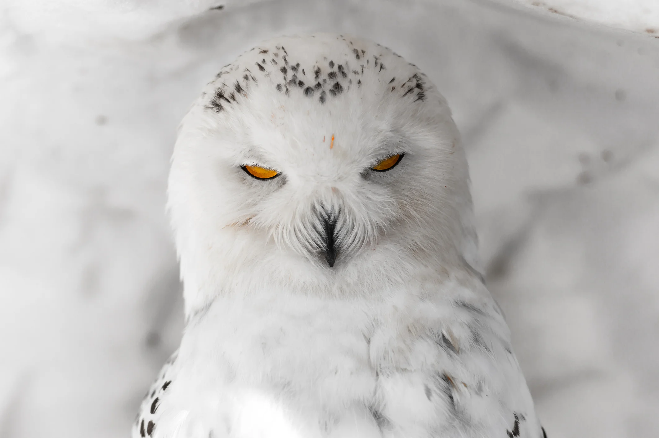 Winter White Owl by K. Schl
