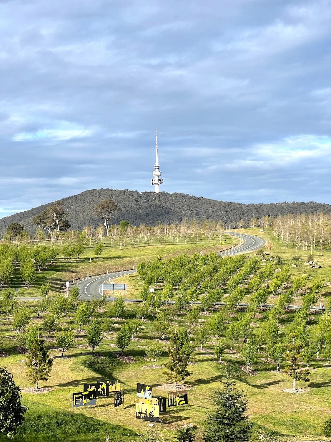 Just Holding Out, 2024 Arboretum 2.jpg