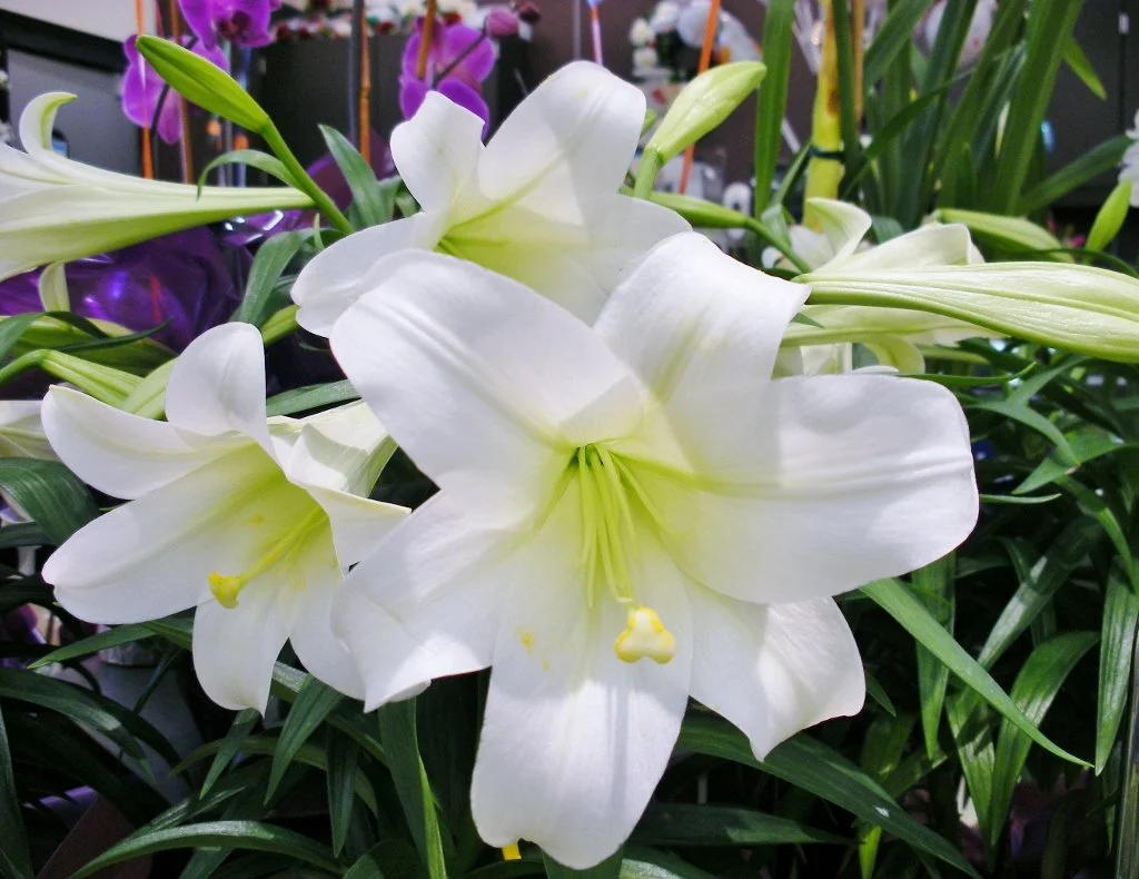 Easter-lily-1024x7902.jpg