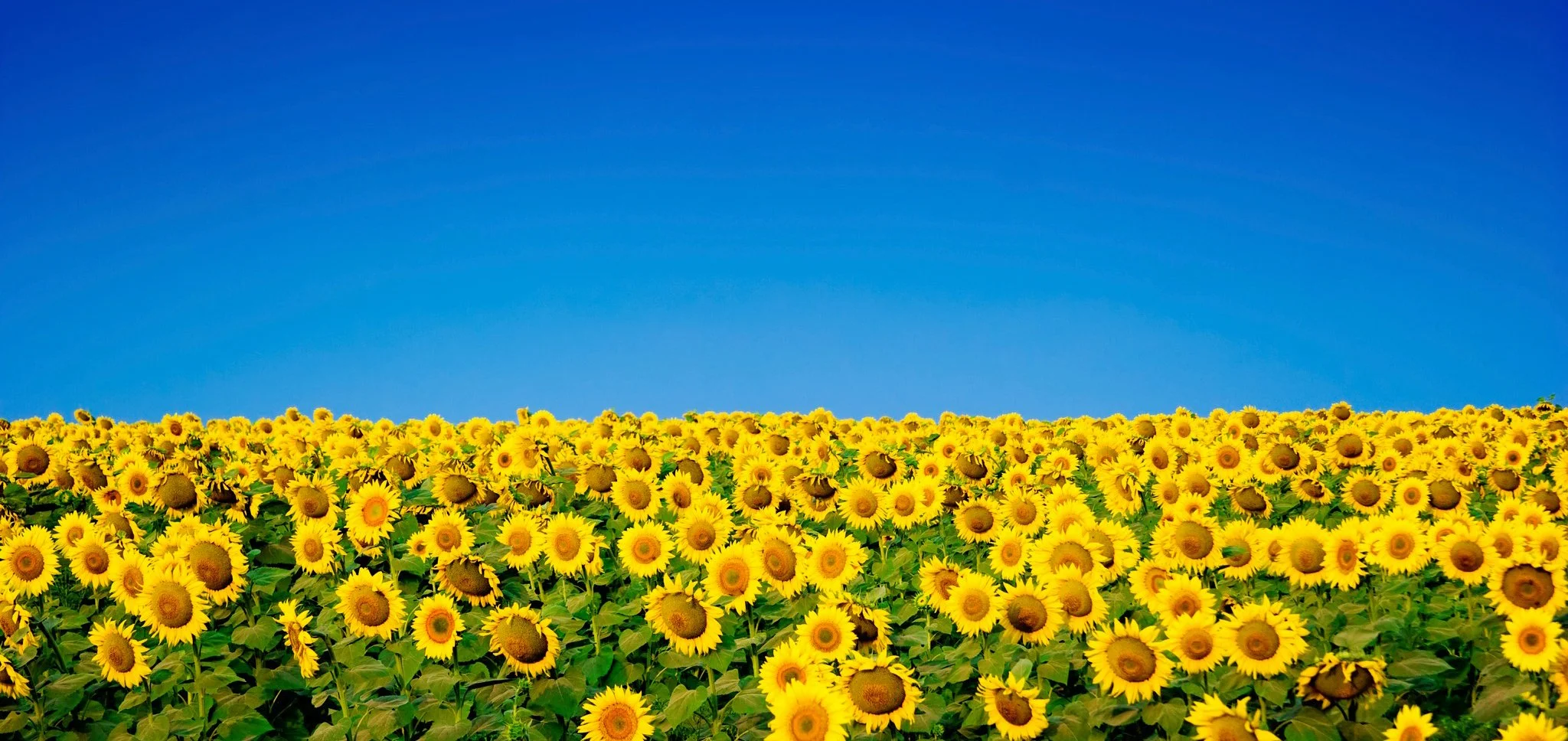 sunflower.jpg