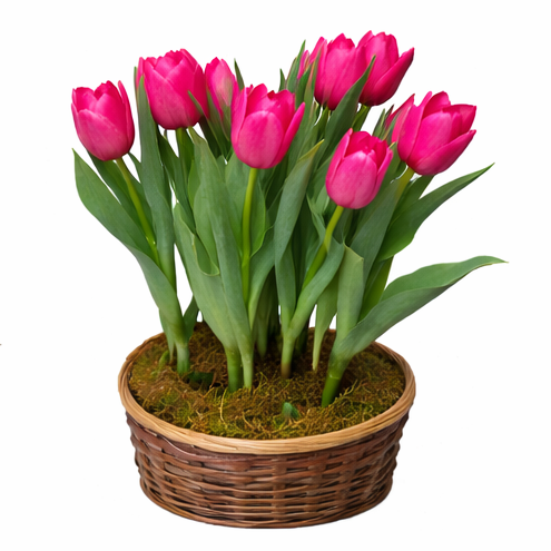 Tulip (Old Westbury)