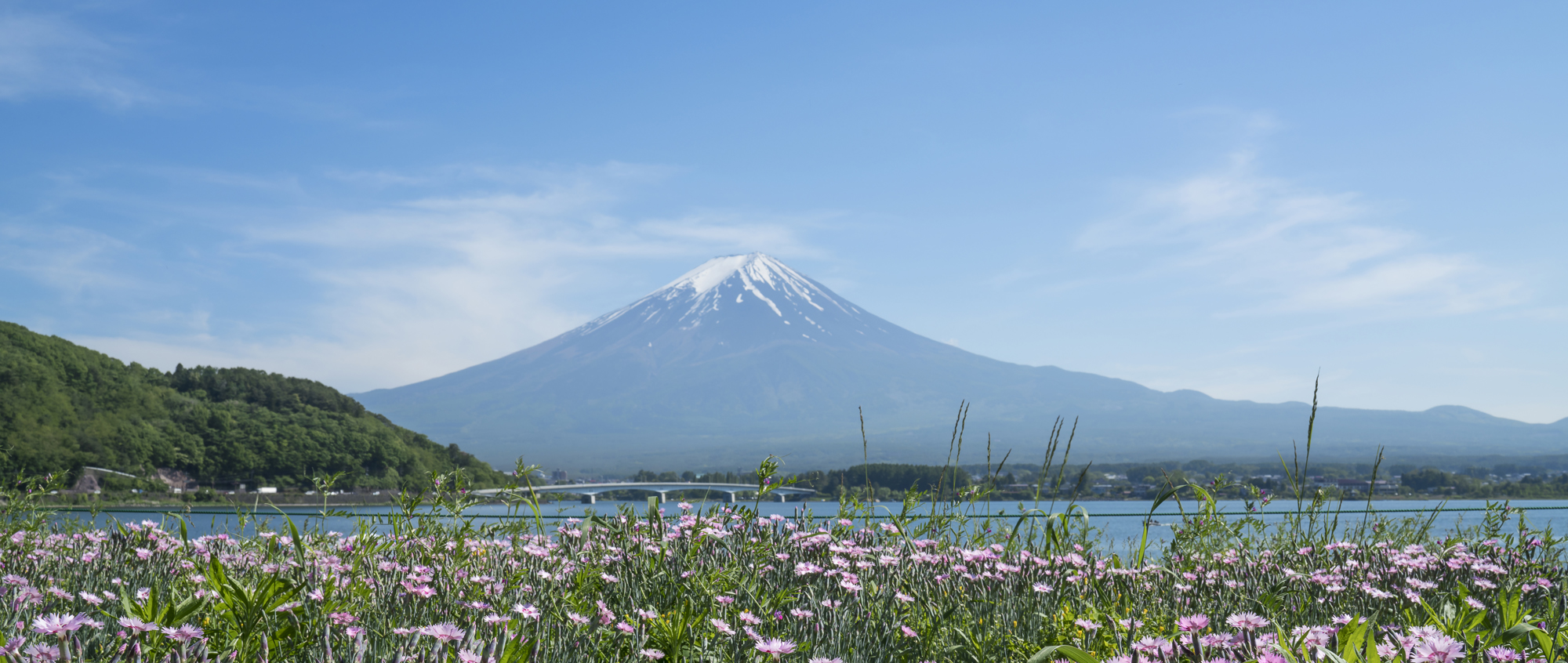 Mt Fuji Daisy 350cm x 147 Lustre_DSC6207.jpg