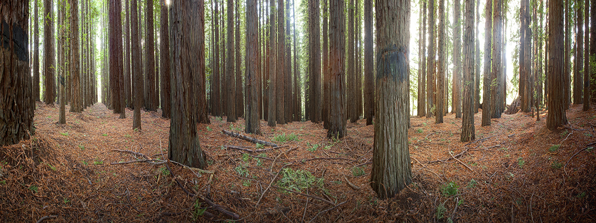 Pano_Forest_Colour_Lengthened_Flattened _LoRes.jpg