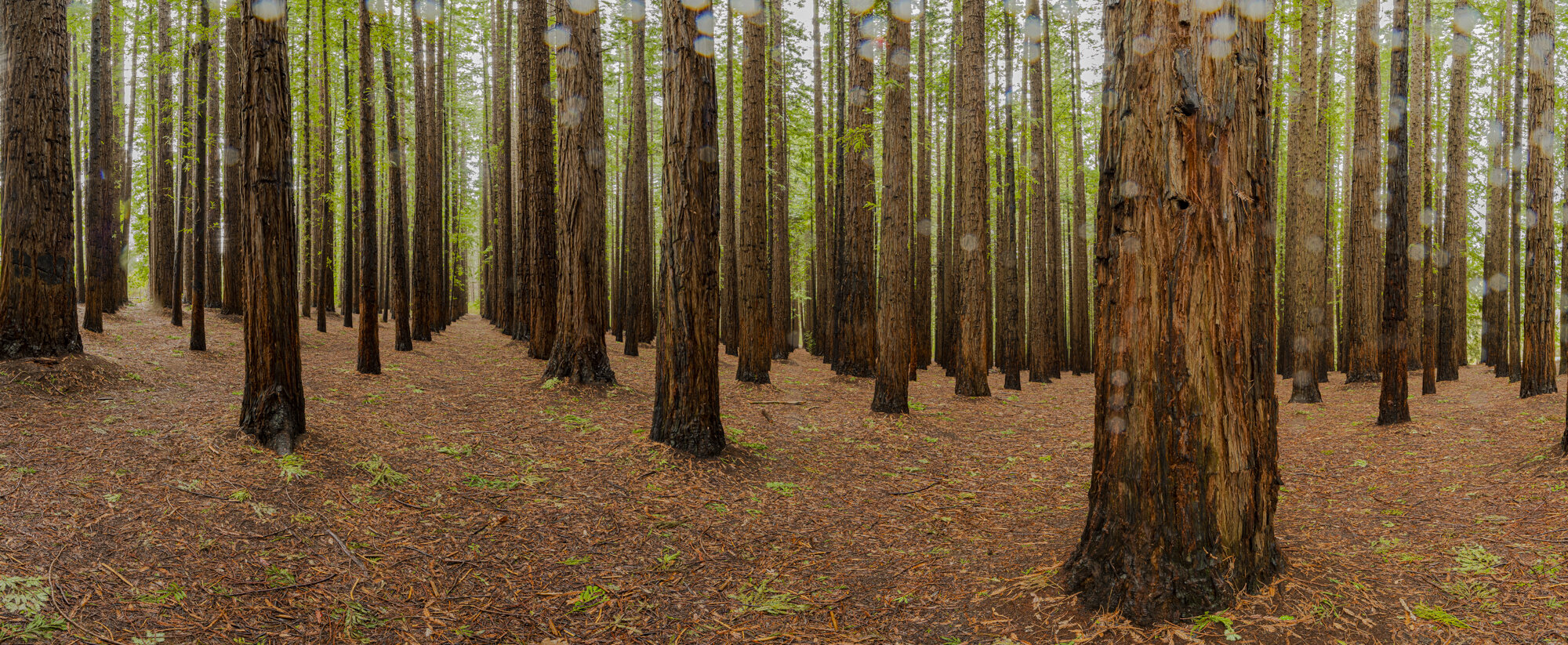 Redwood forest, Warburton
