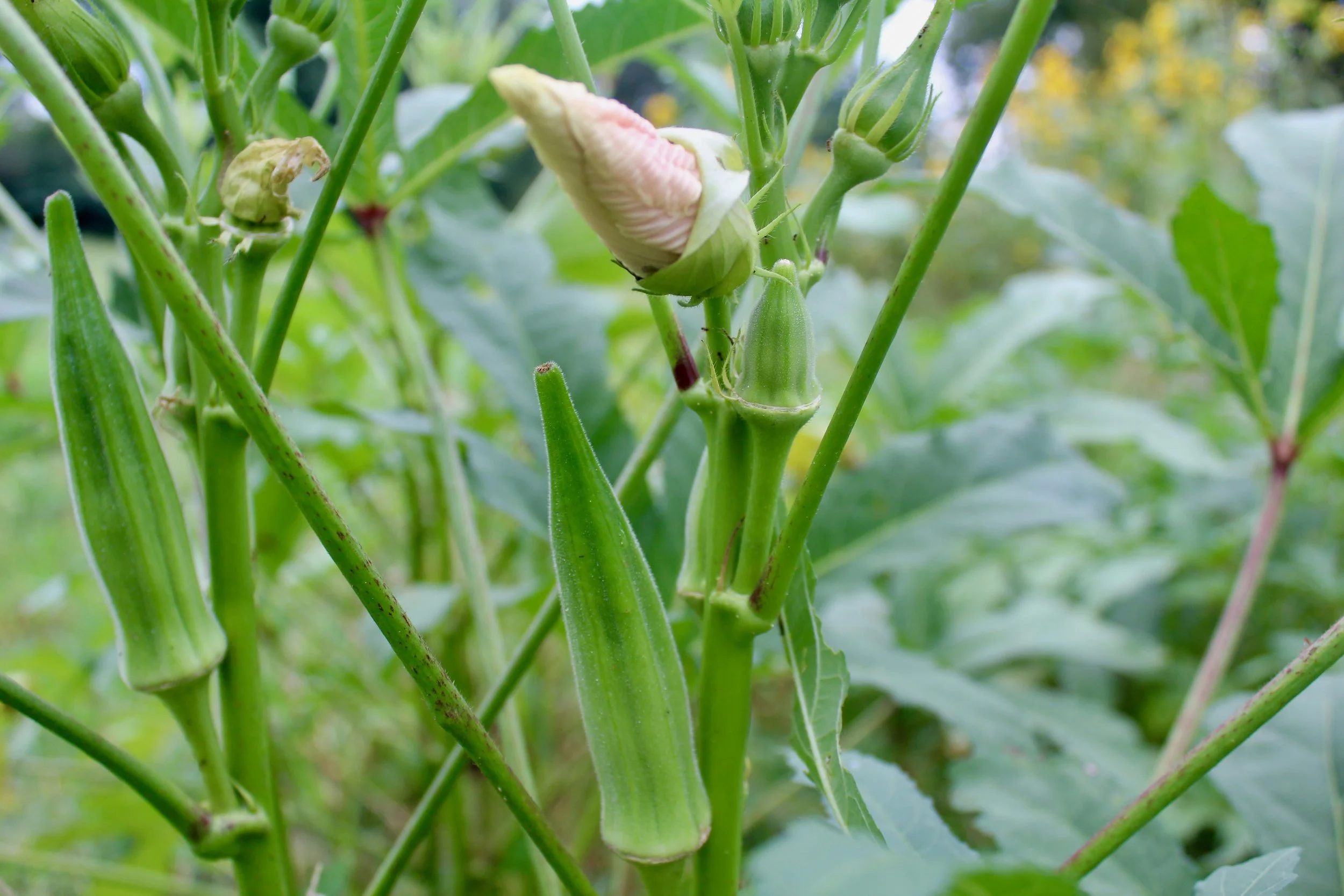 The sight of okra flowers makes up for the prickly stems.
