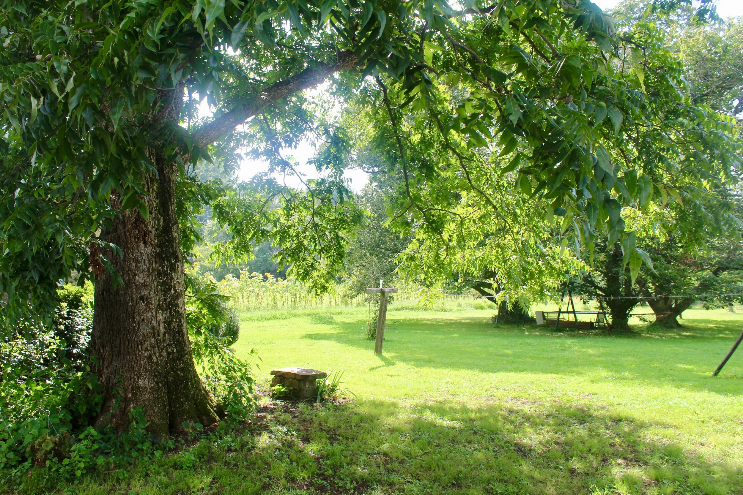Pecan and chestnut trees: Not a bad view for churning ice cream.