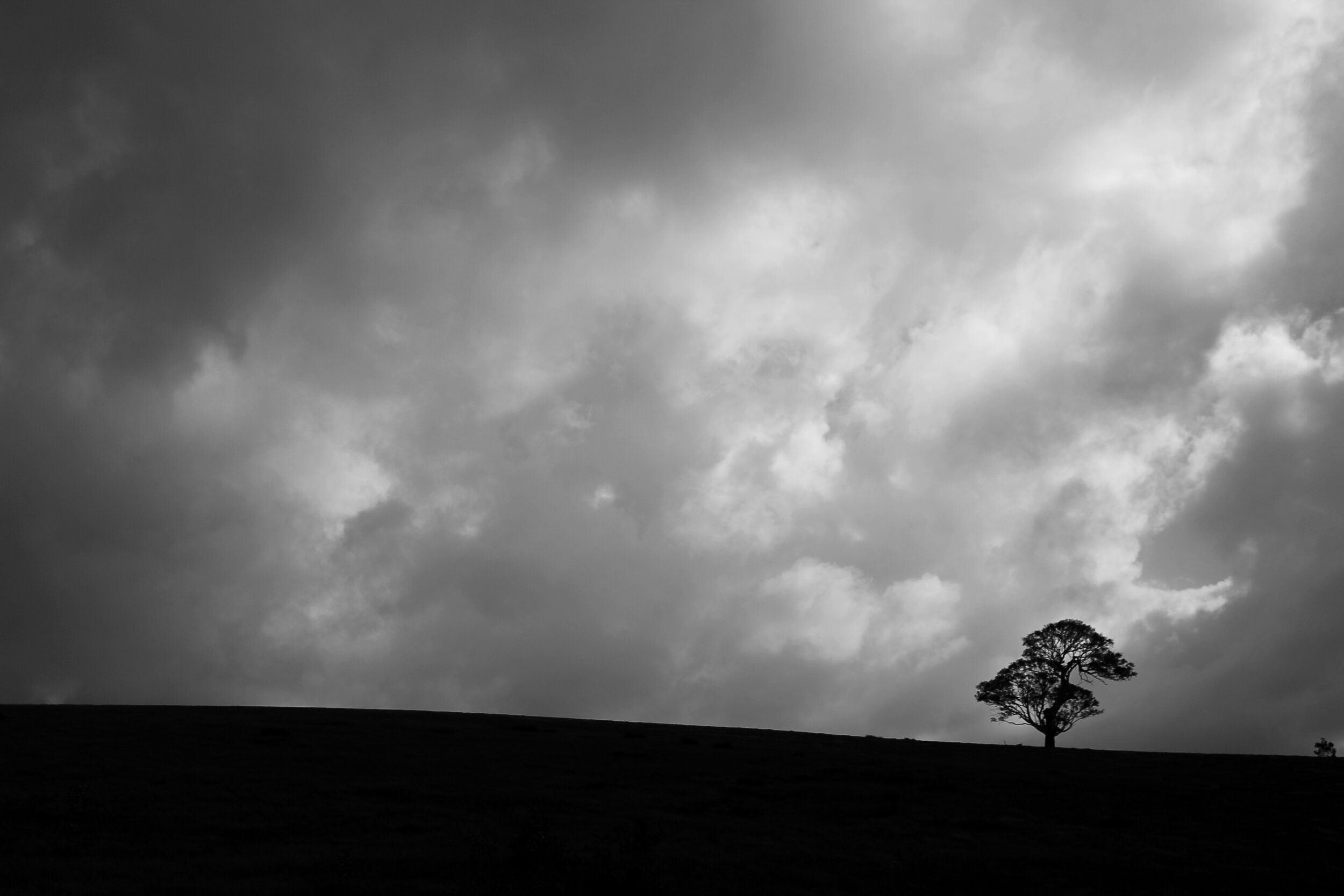 Ghost tree.jpg