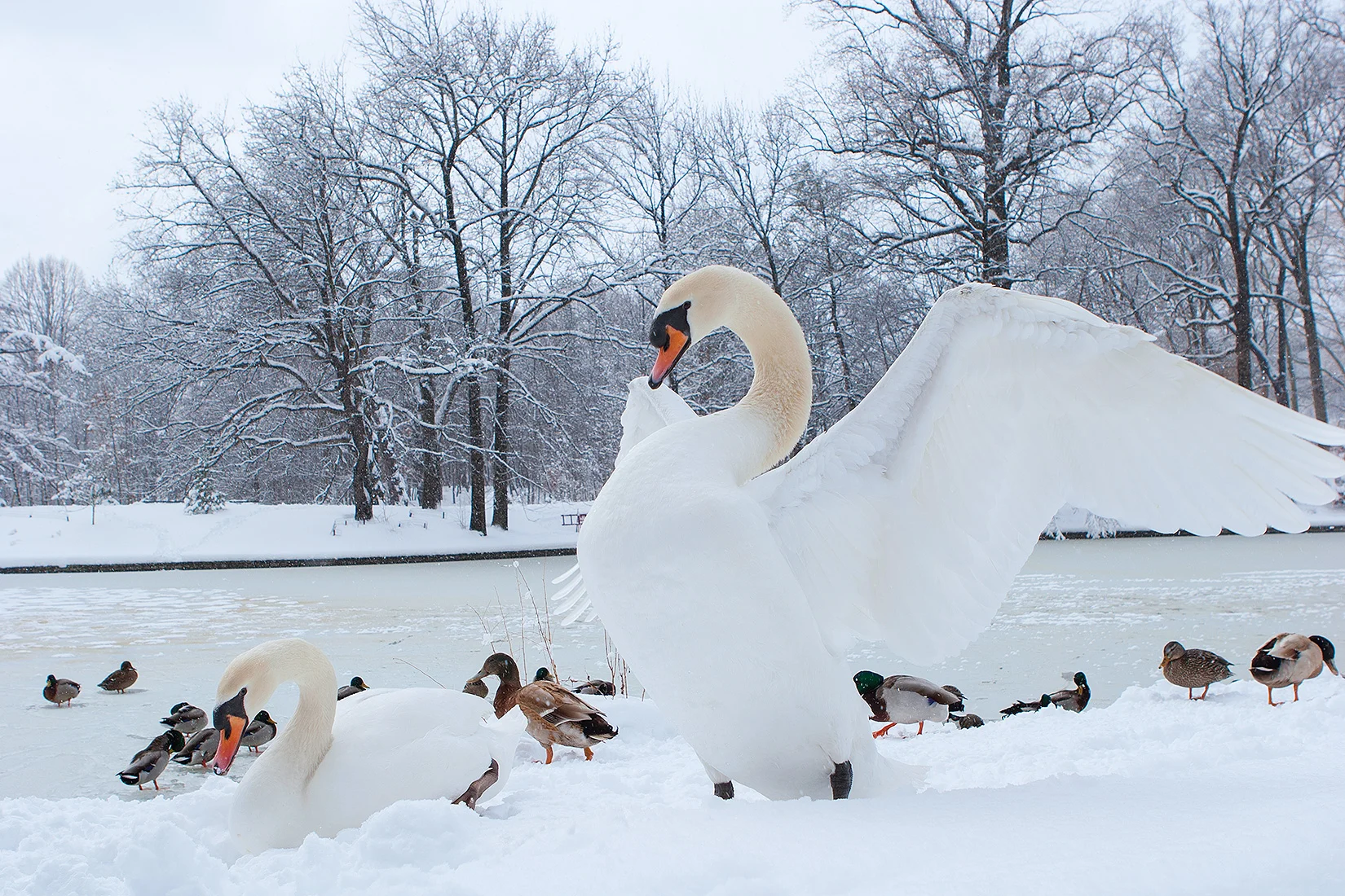 Prospect Park winter swan