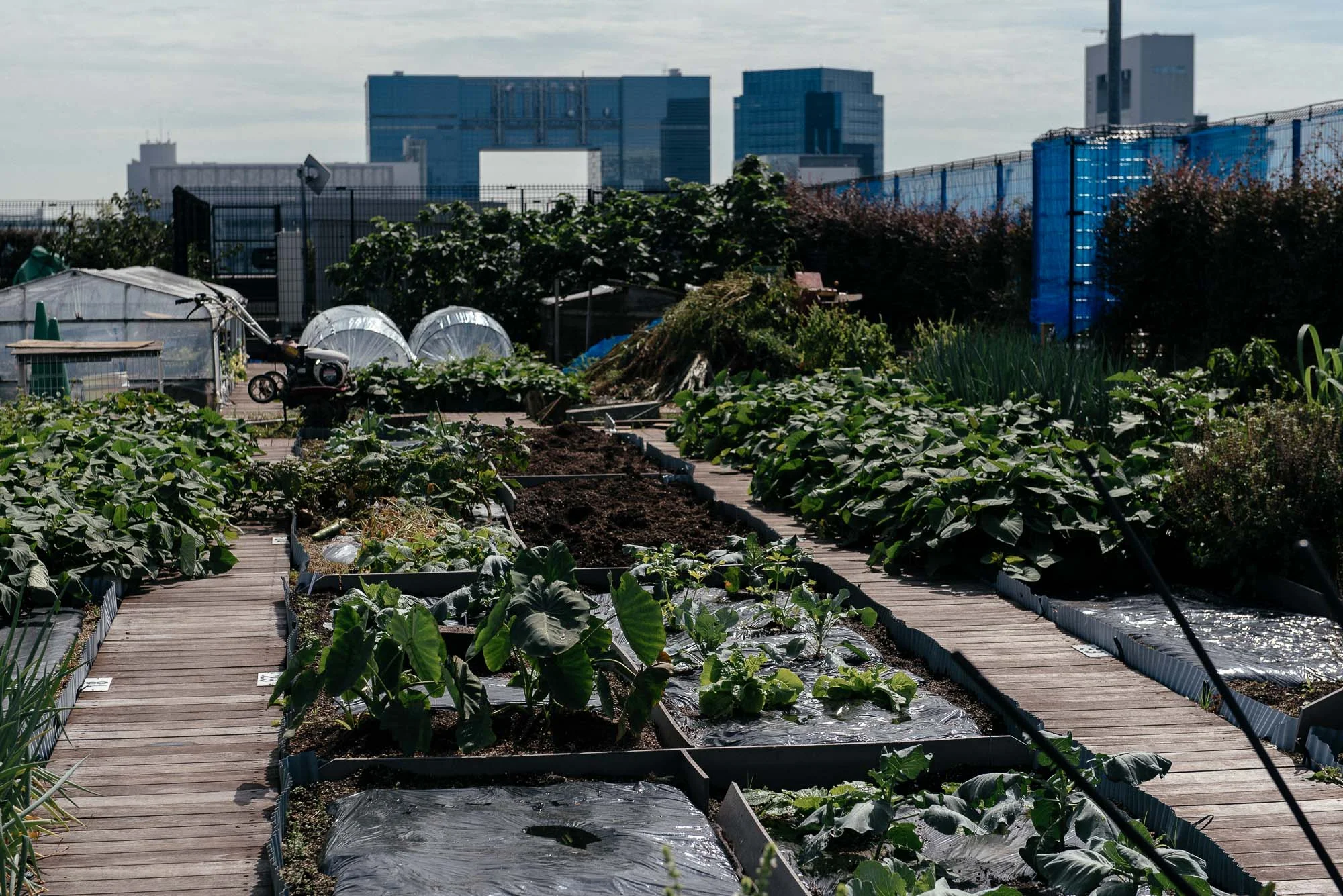 Un exemple d’agriculture urbaine à Tokyo la City Farm An example of