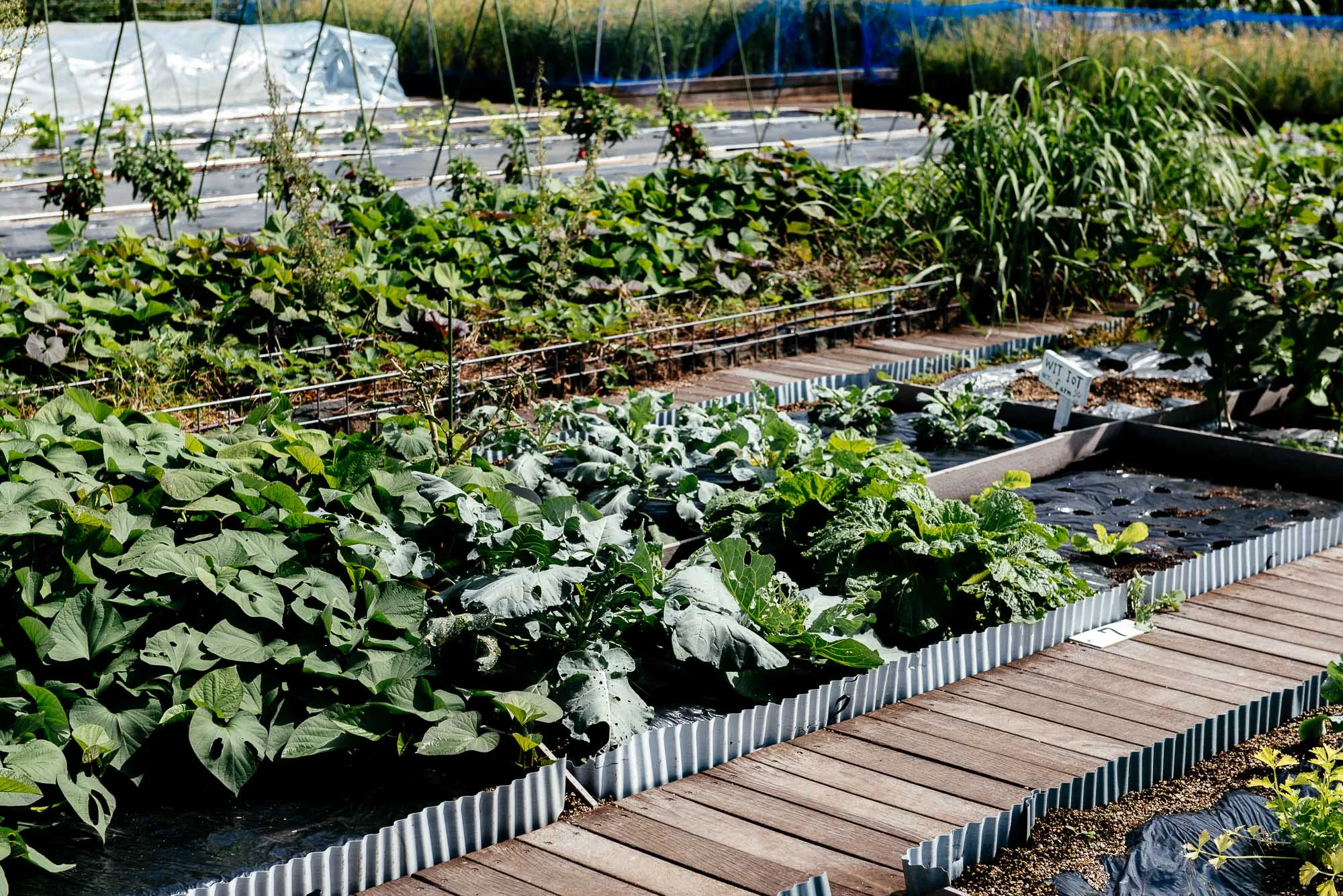 Un exemple d’agriculture urbaine à Tokyo la City Farm An example of