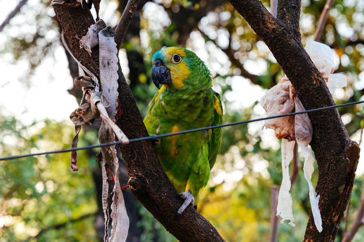 DSC_1113-2web-parrot.jpg