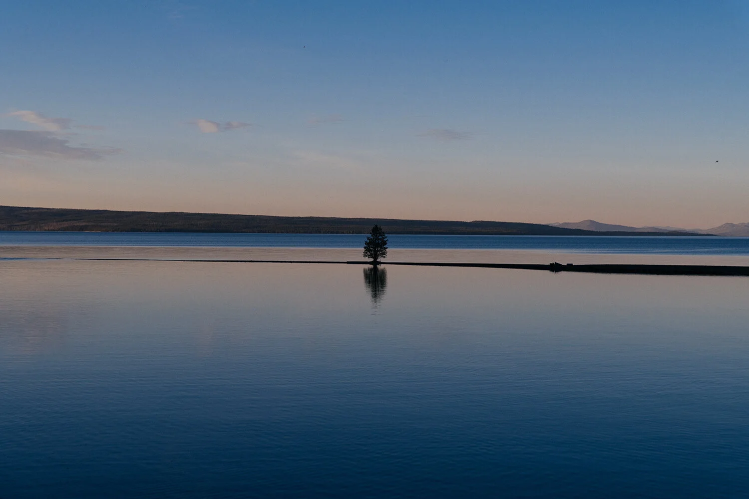 The Lonely Tree in Yellowstone Lake