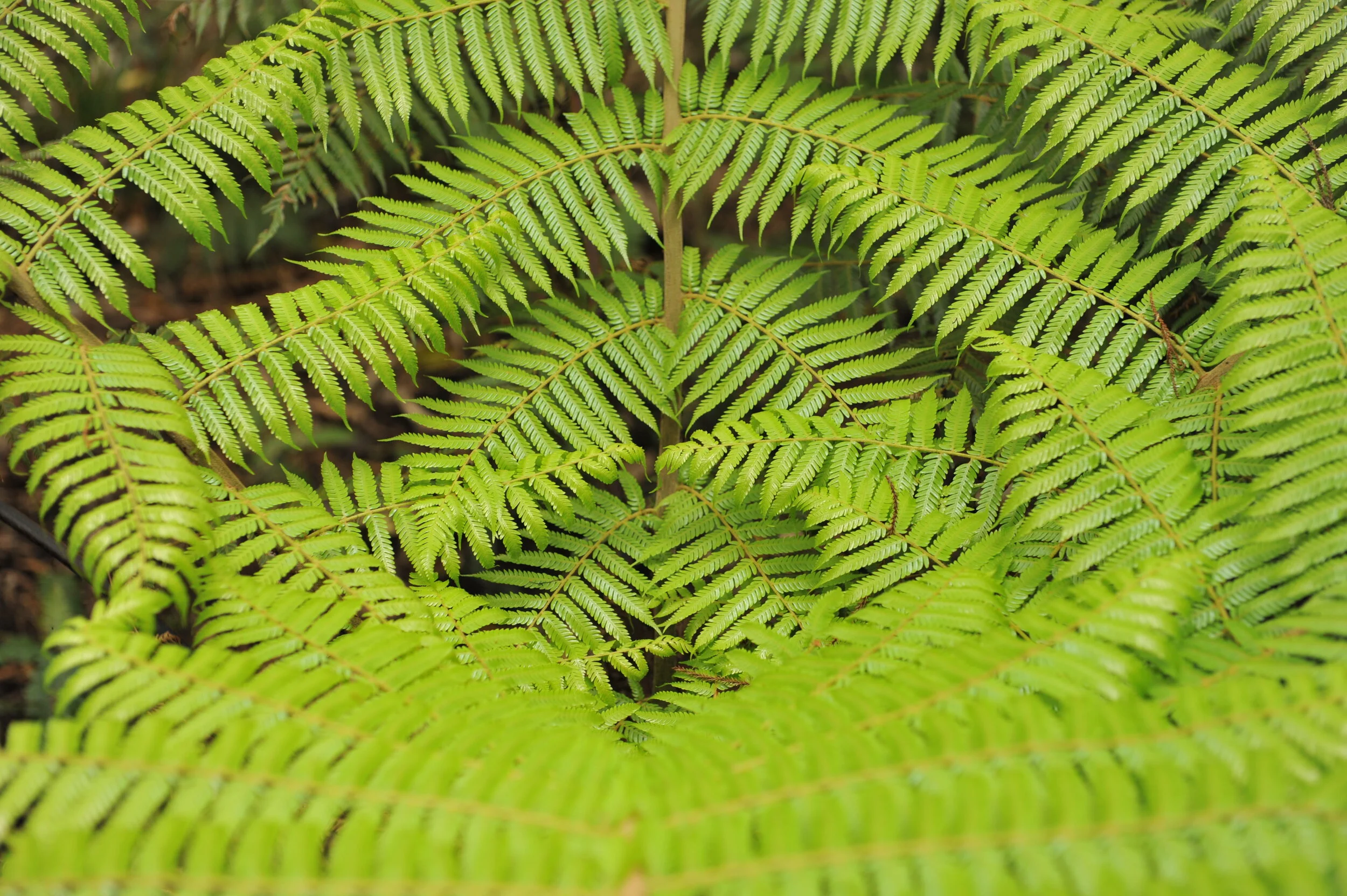 Silver Fern in New Zealand