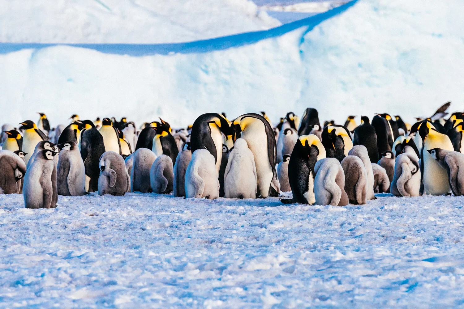 Chicks in Antarctica