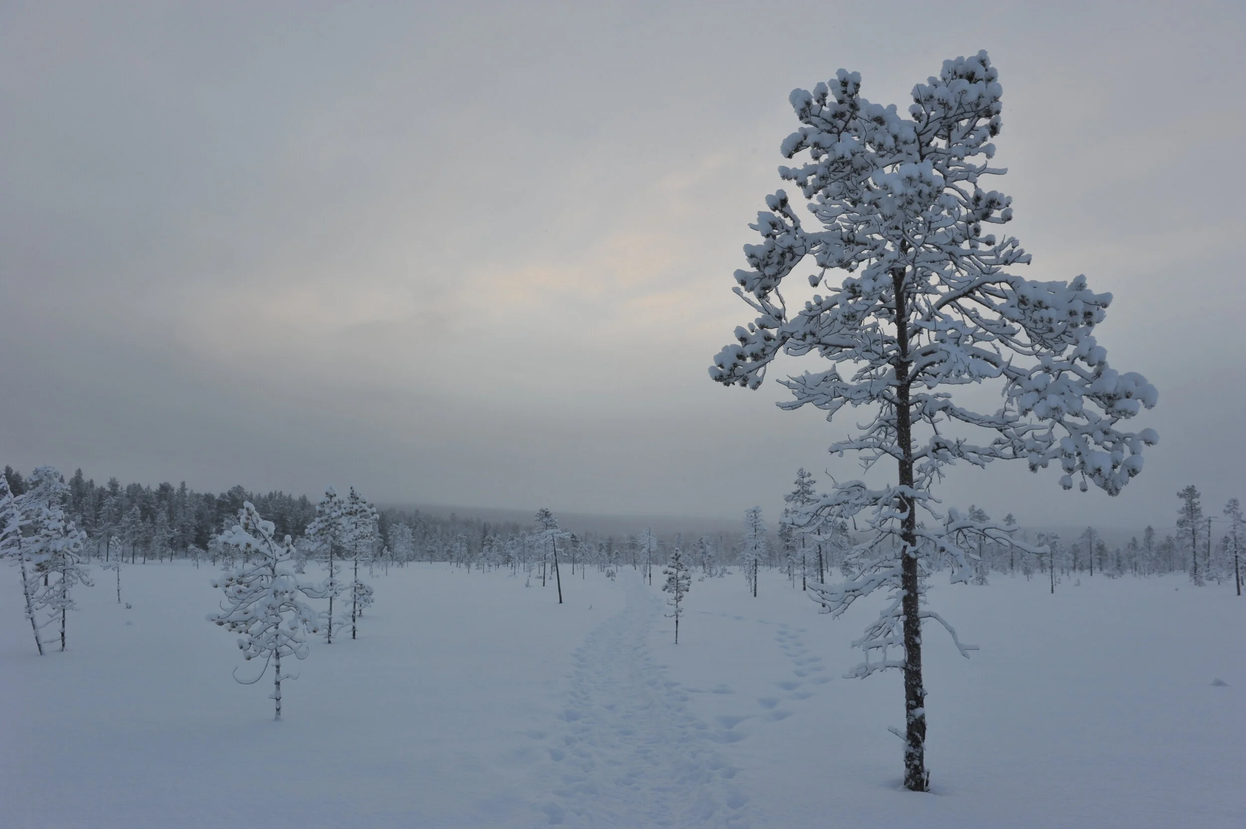 Trees in Lapland in Finland