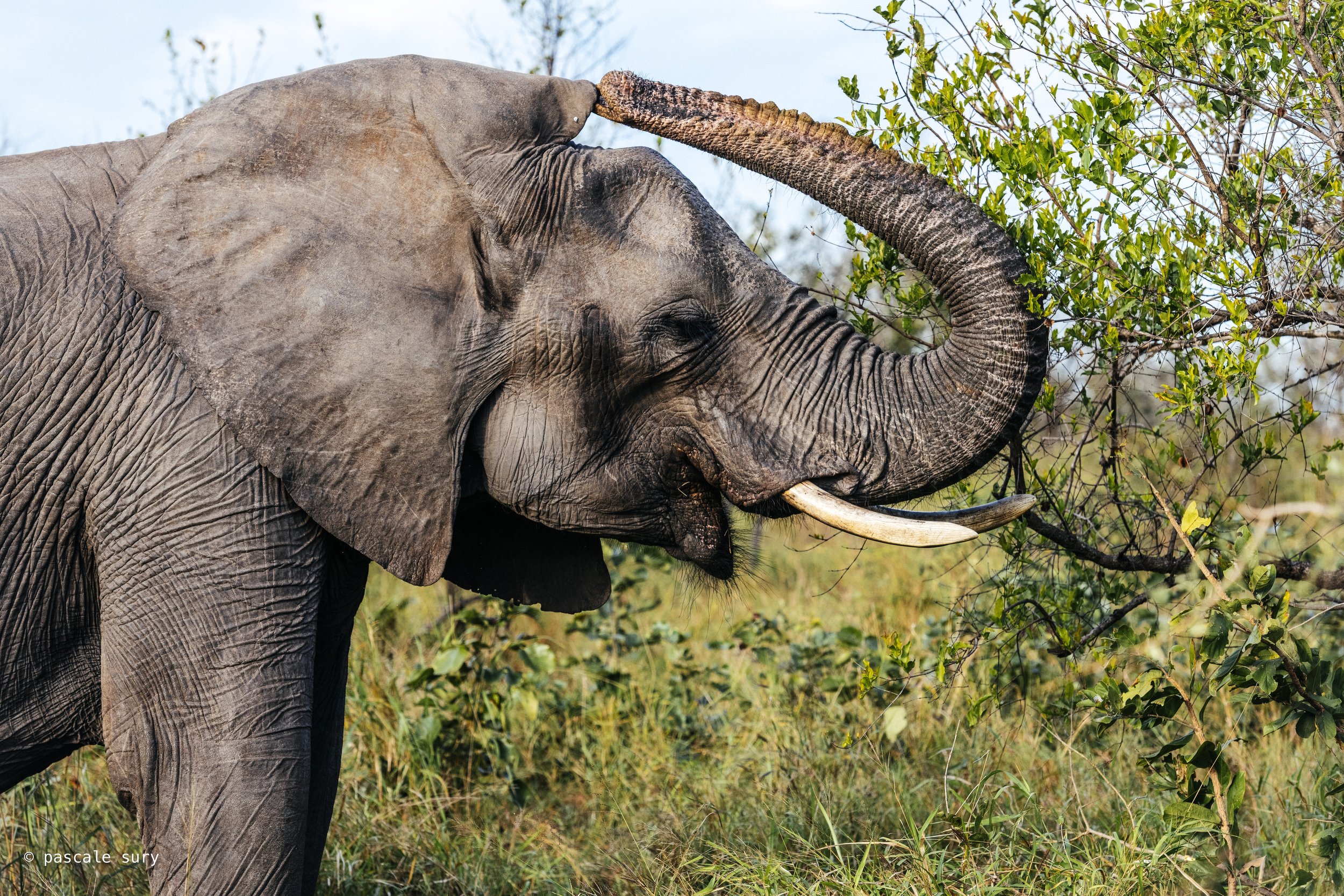 Faune en Afrique du Sud, Botswana &amp; Zimbabwe - Wildlife in South Africa, Botswana &amp; Zimbabwe