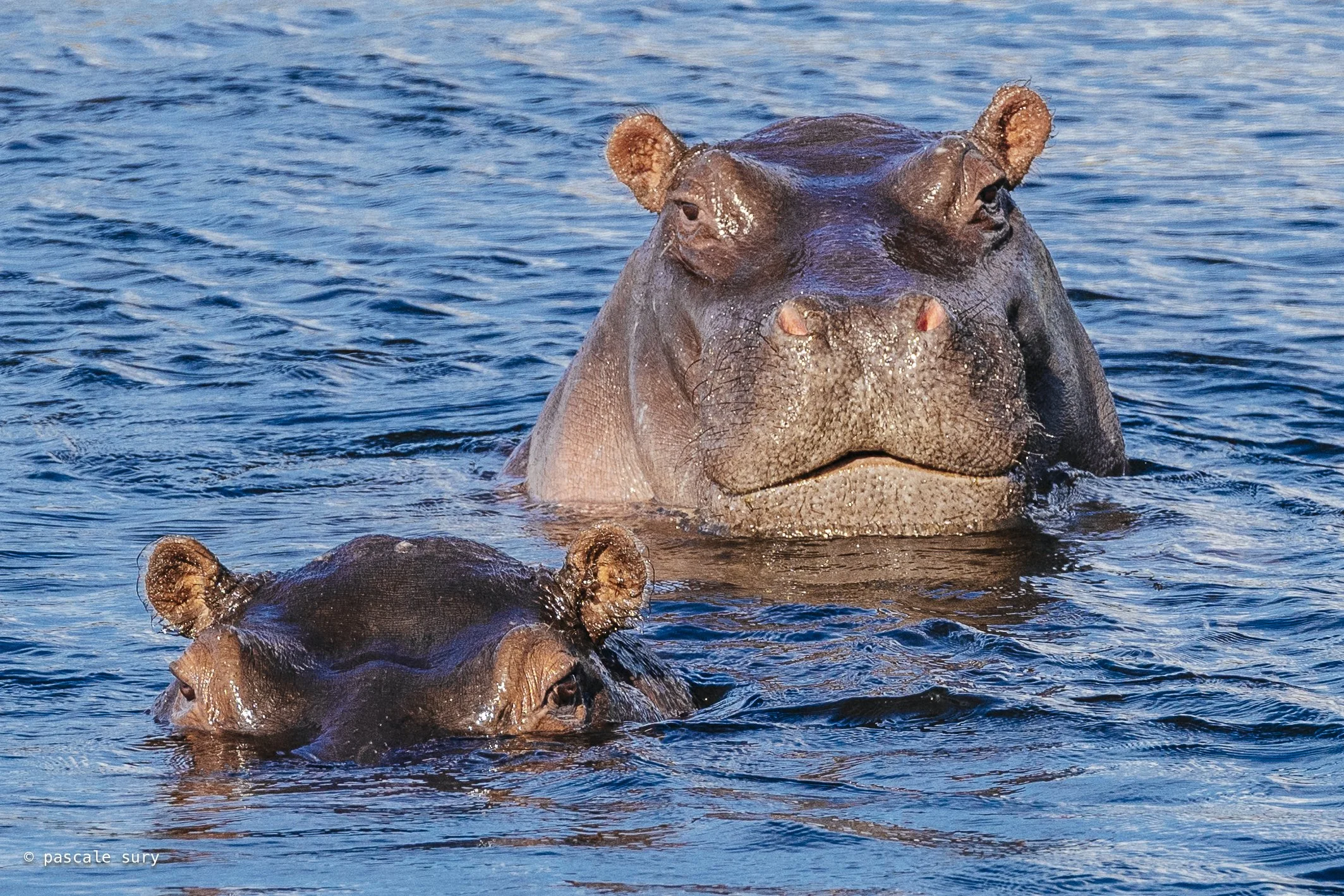 DSC_8742.jpg