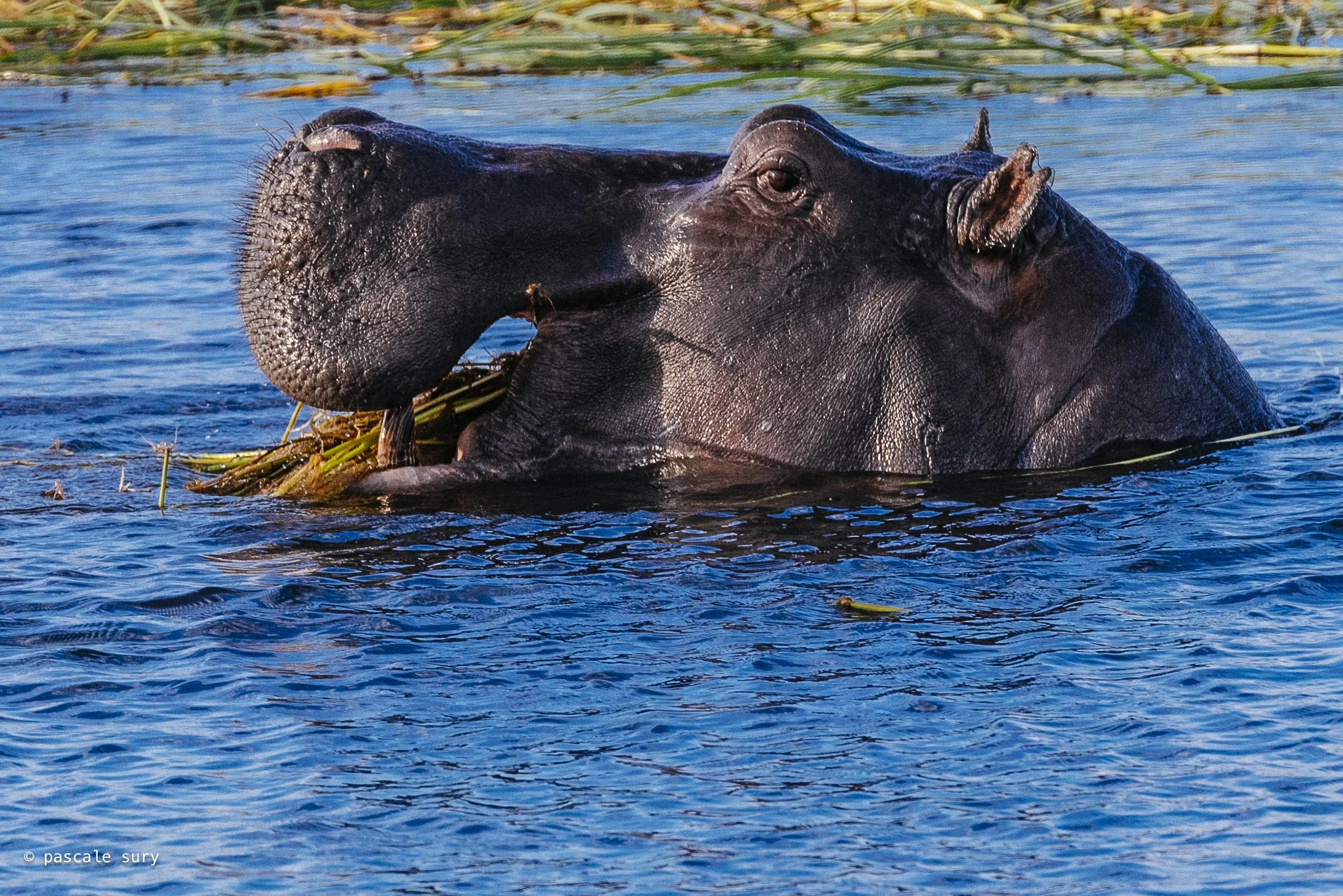 DSC_8766.jpg
