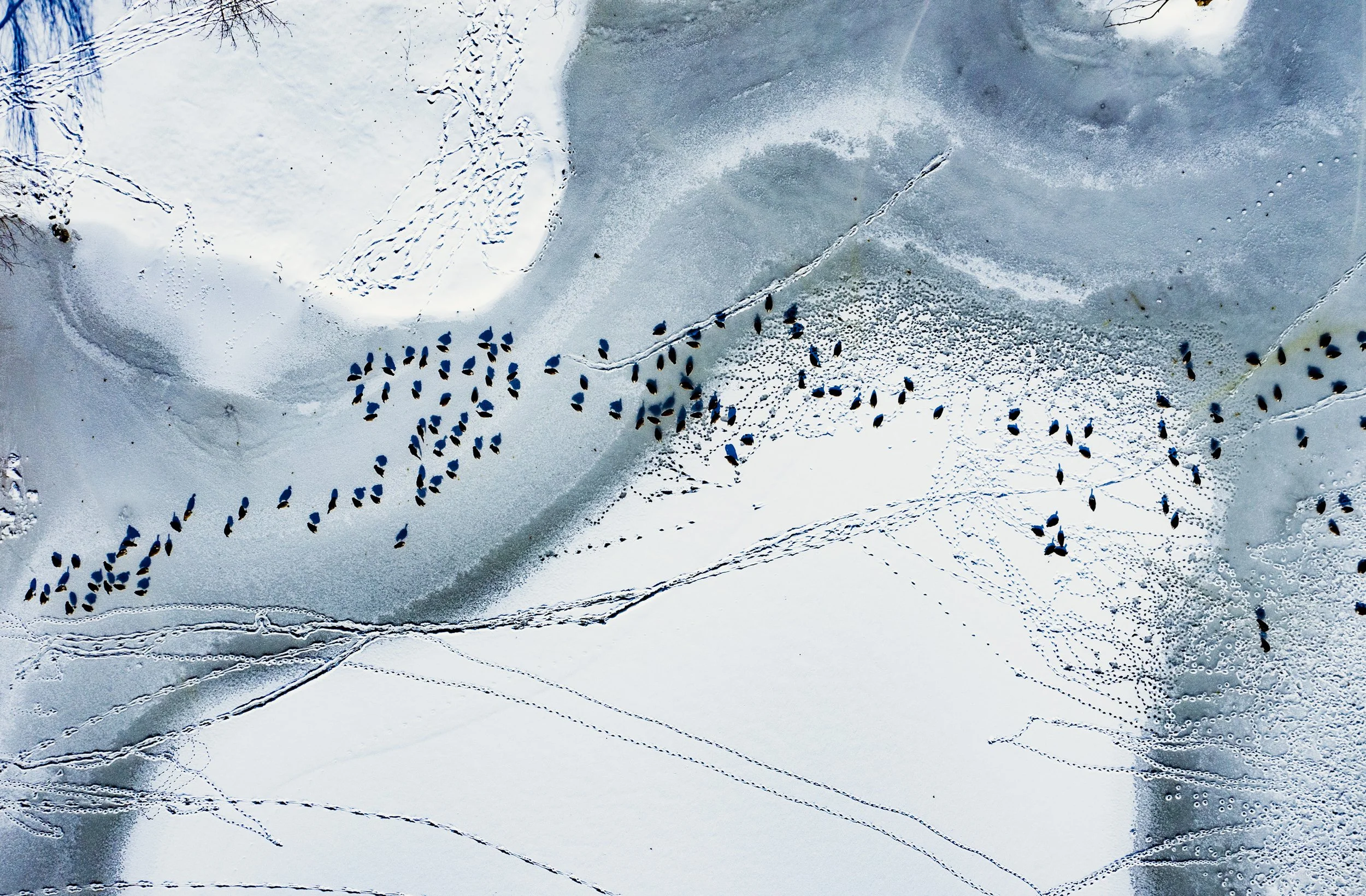 Geese congregate on the frozen surface of Lake Centerton, Monday, Jan. 26, 2026