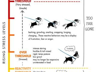 TV-Training — Blog — AnimalTrainingCenter