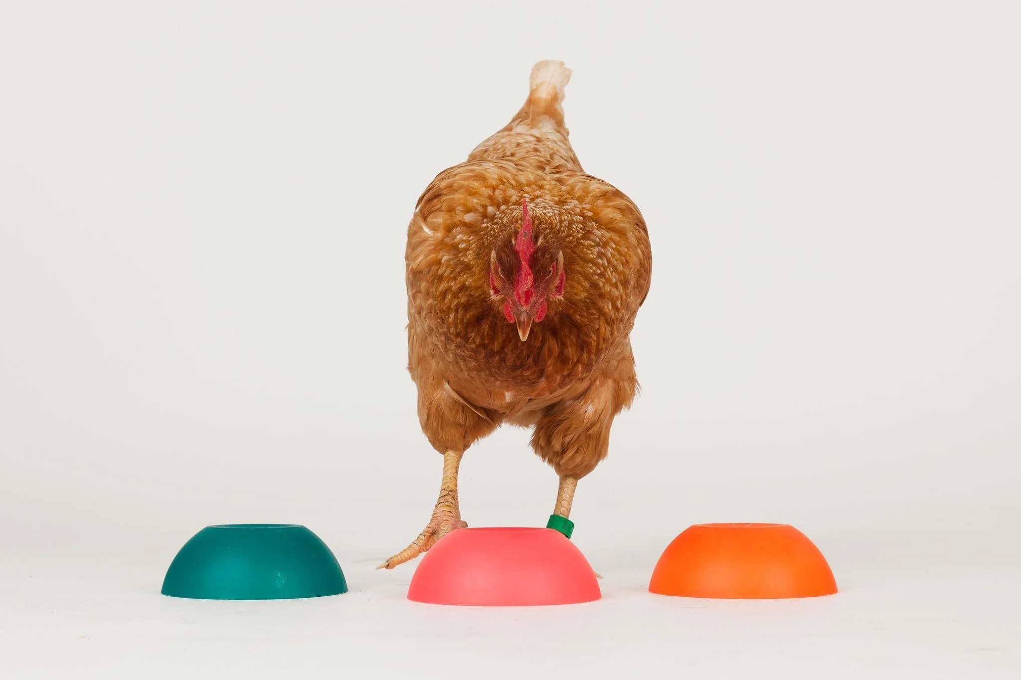 Chicken Camp 2