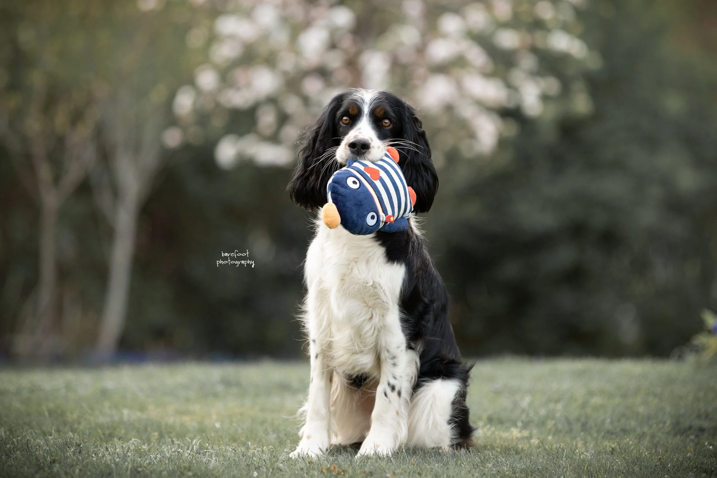 Tricktraining Beginner