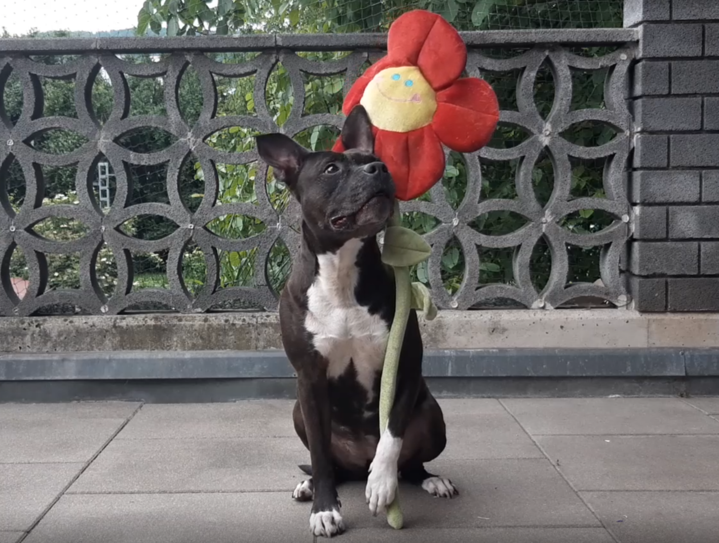 Tricktraining: Workshop für Beginner