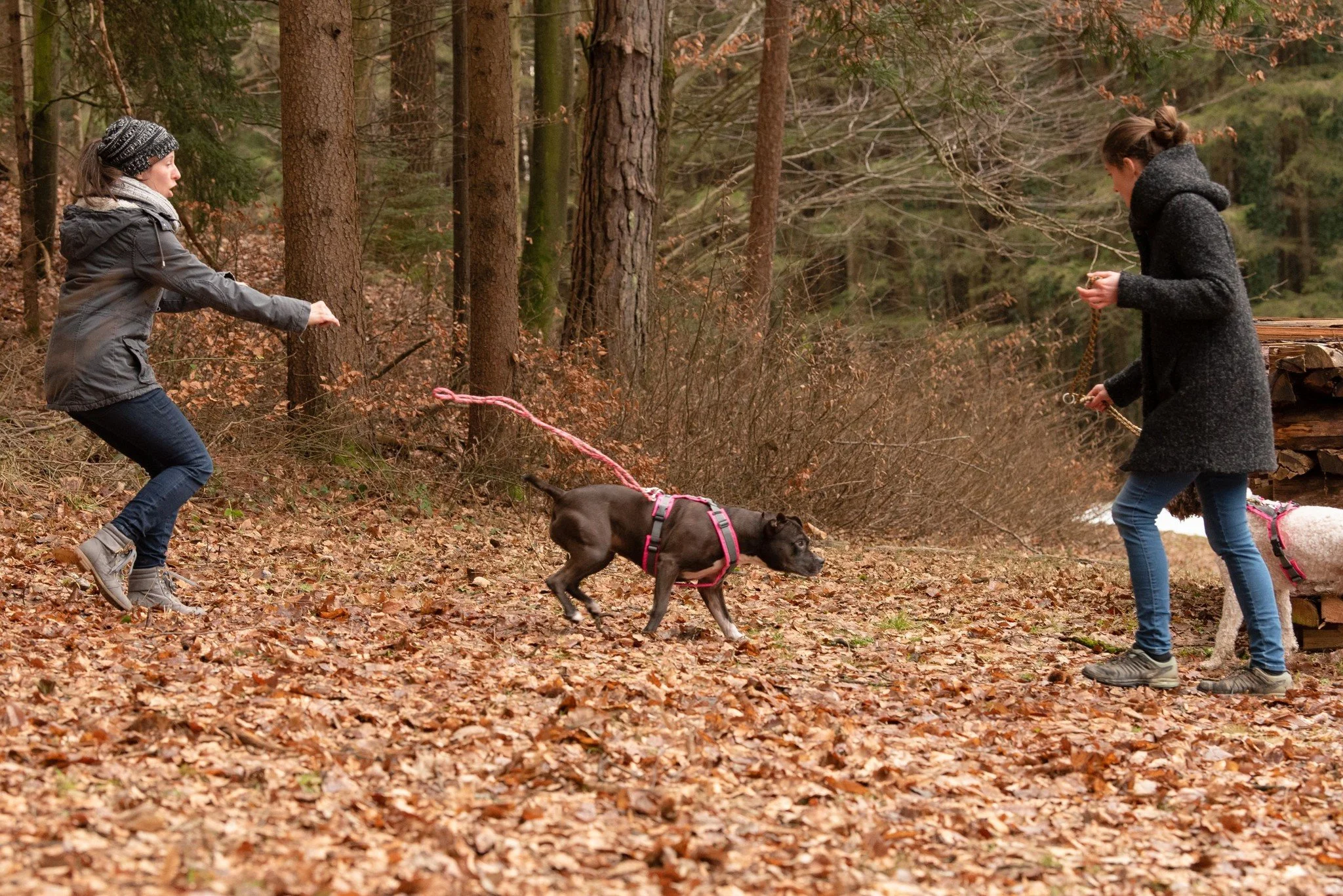 Begegnungen mit freilaufenden Hunden