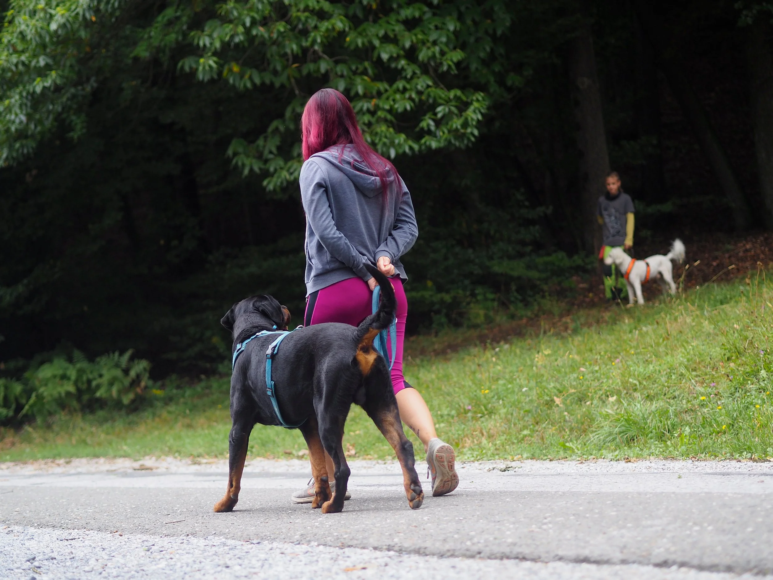 Seminar - Leinenführigkeit beim Hund