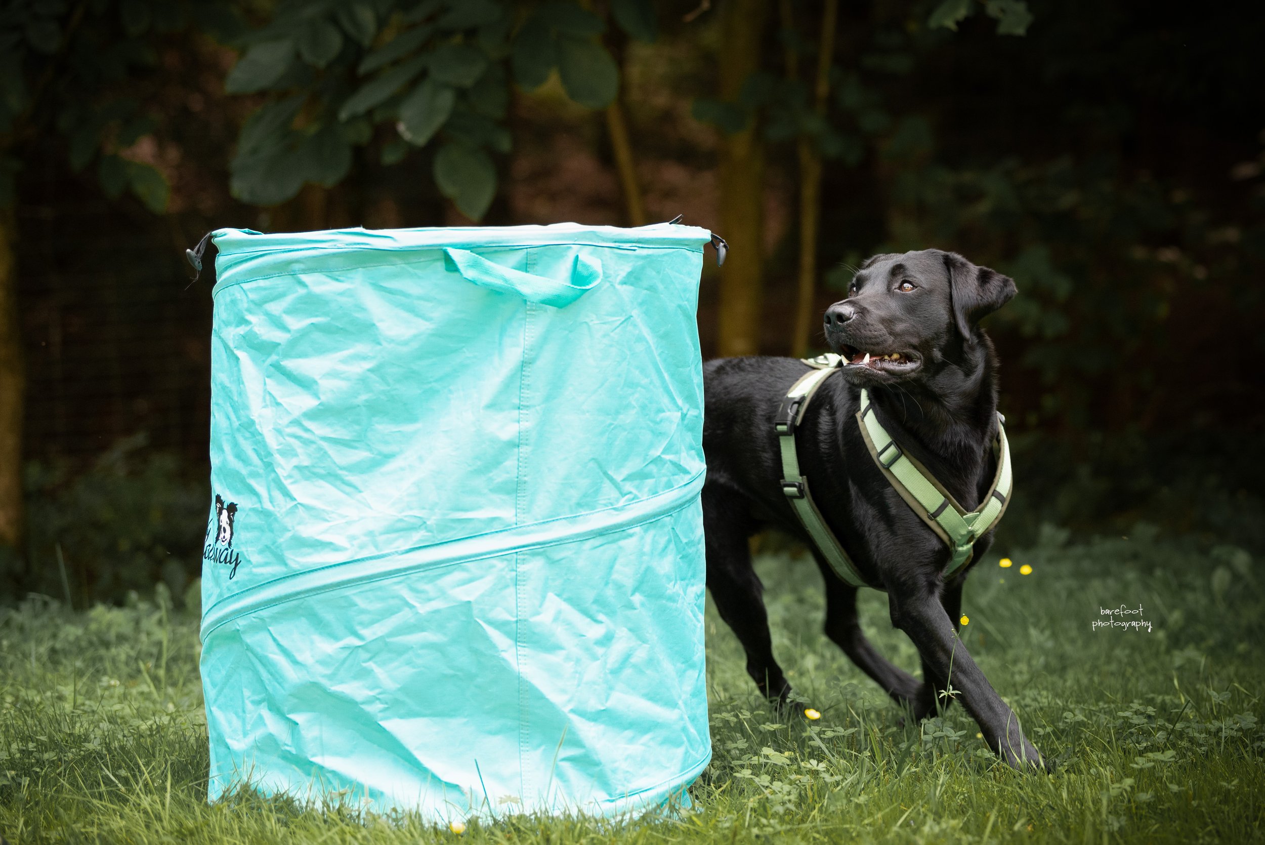 Seminar - Beschäftigungsideen für deinen Hund