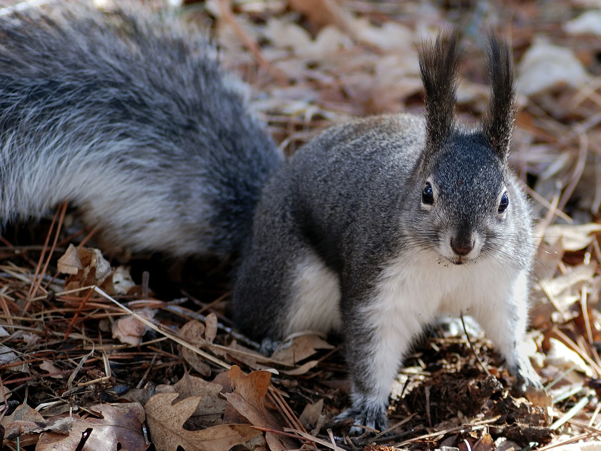 squirrel-80575_1920.jpg
