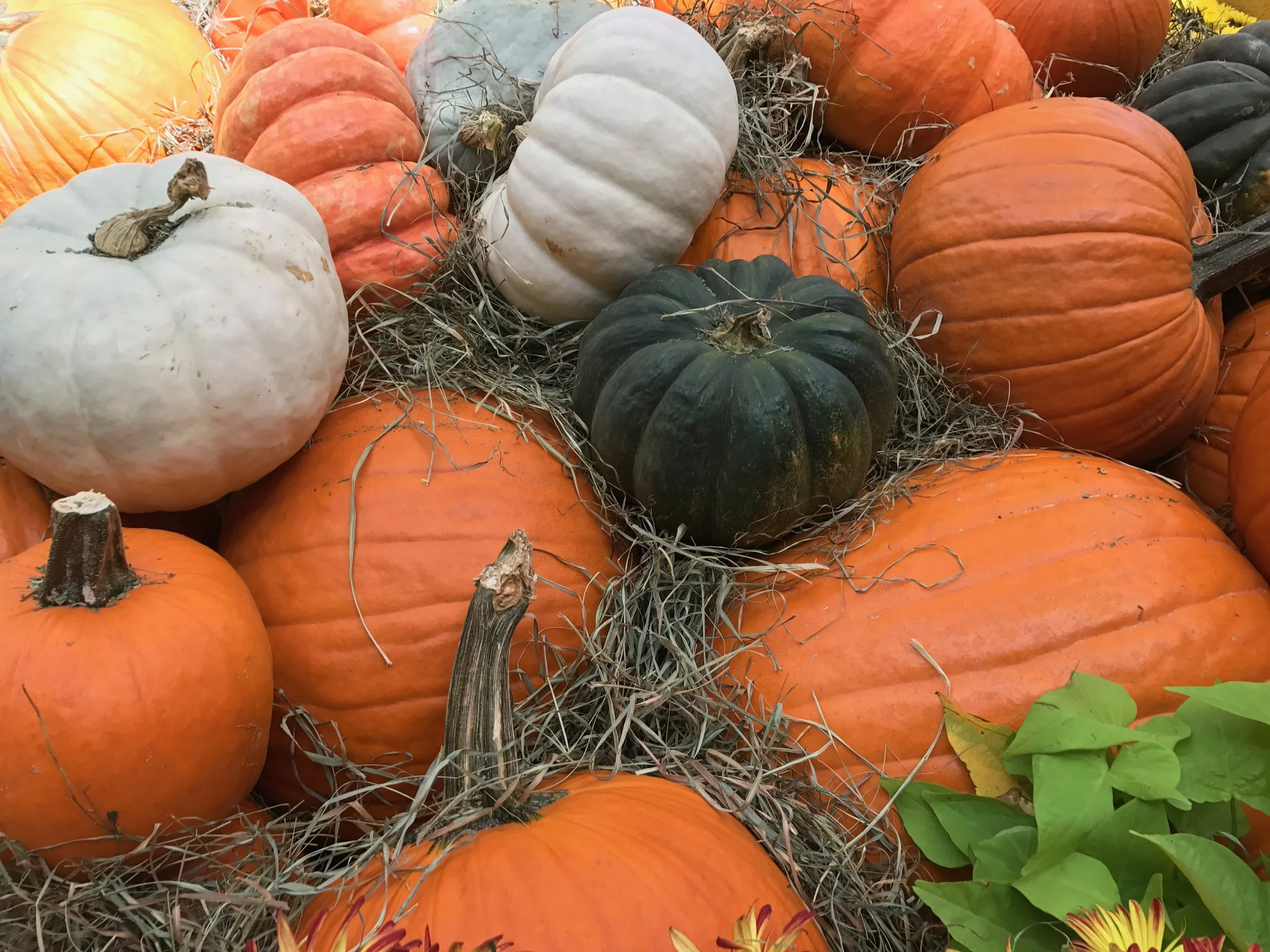 Halloween Fun Day (Honolulu District Dharma School)