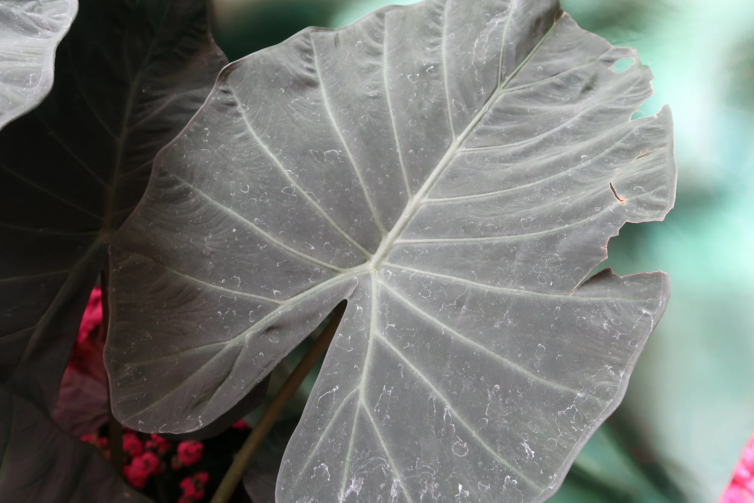 HBC Virtual Bodhi Day Service