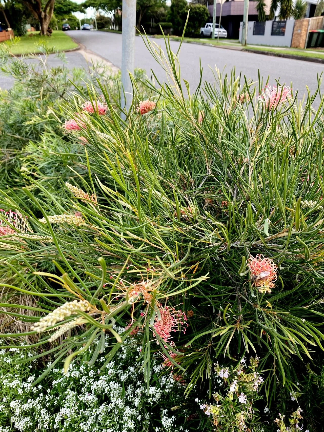 Verge Garden Inspiration from Brisbane’s North East