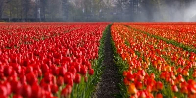 tulips-21690_640.jpg