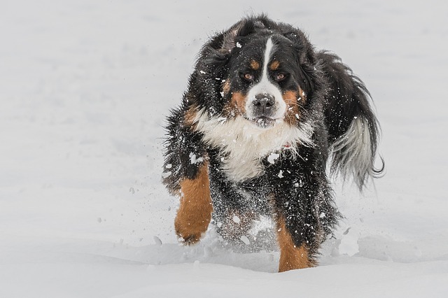 bernese-mountain-dog-3202019_640.jpg