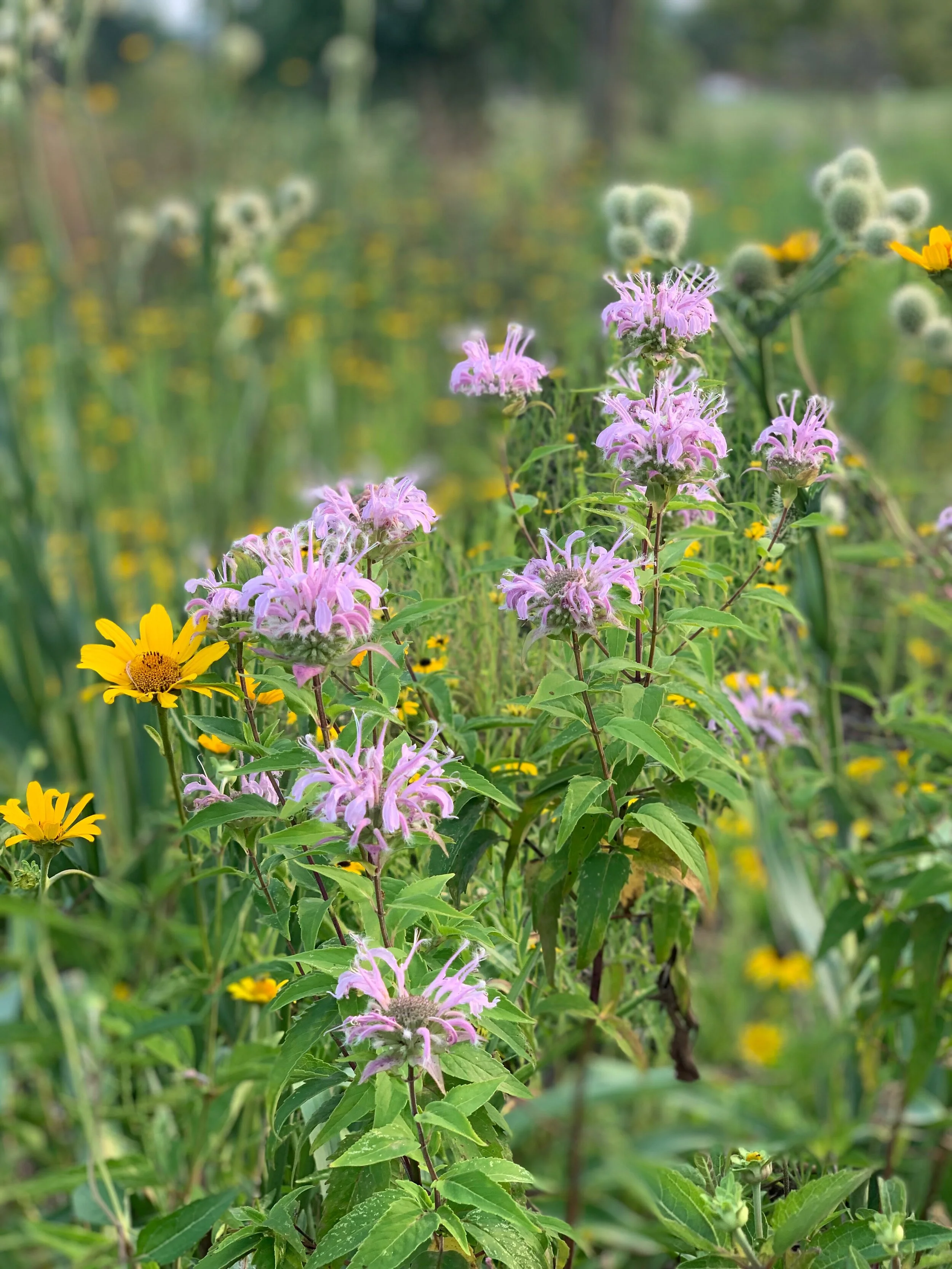 Pop Up Prairie - St. Louis Parks Seeing New Pollinator Spaces and Prairie Restorations