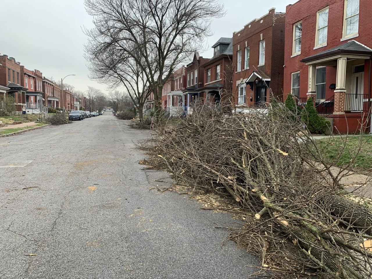 Ash Trees Falling, what's next?
