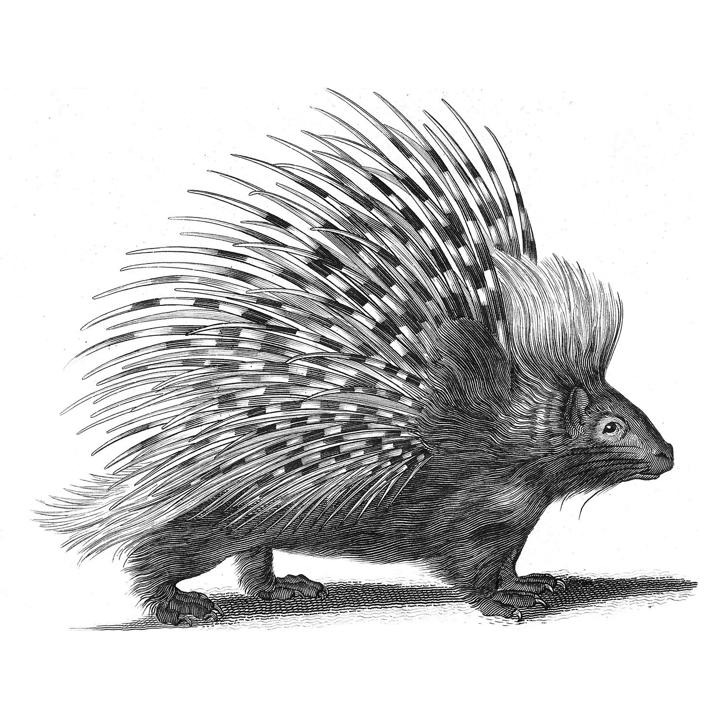 porcupine_thumb_1500sq.jpg