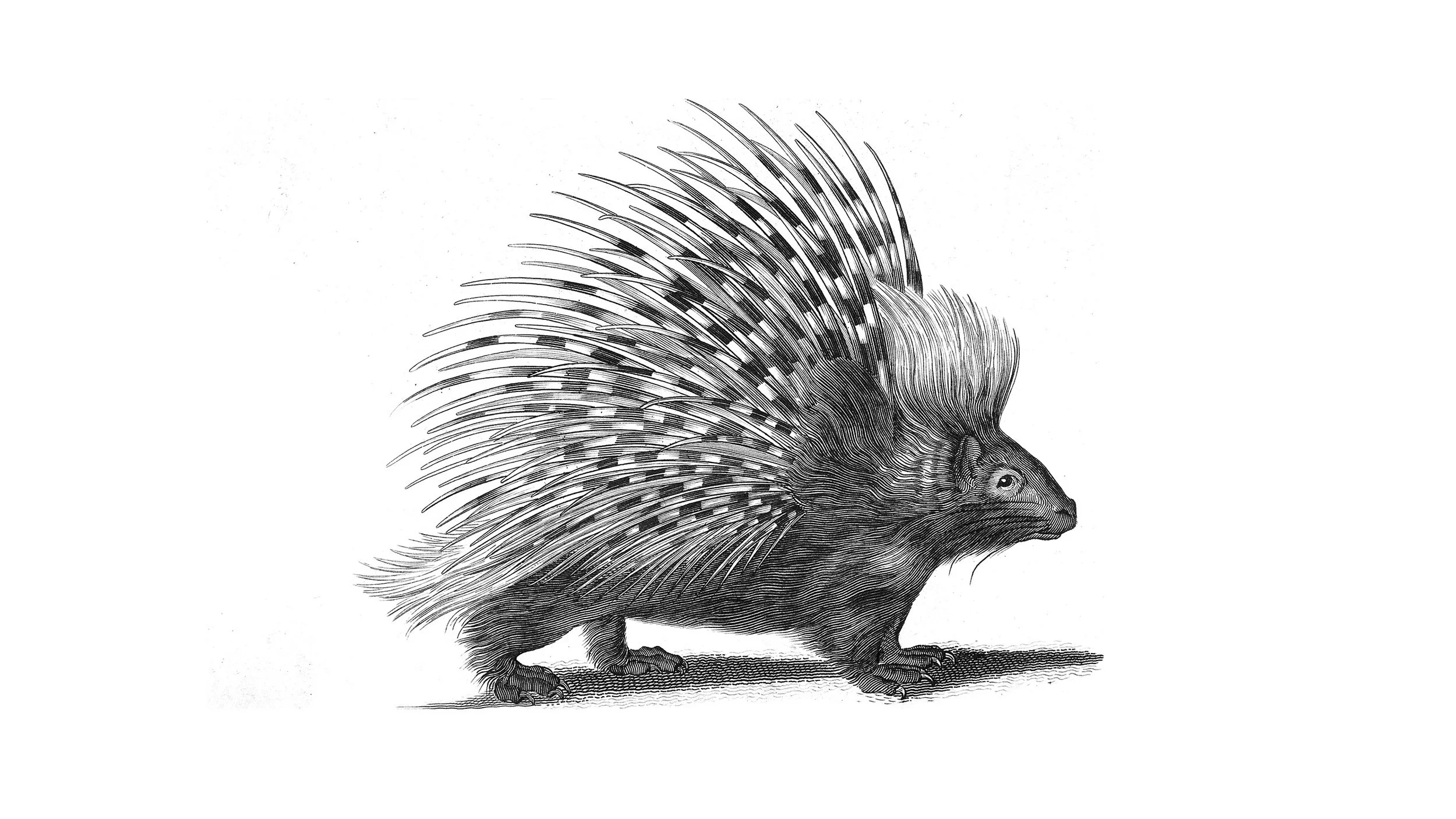 My Little Porcupine