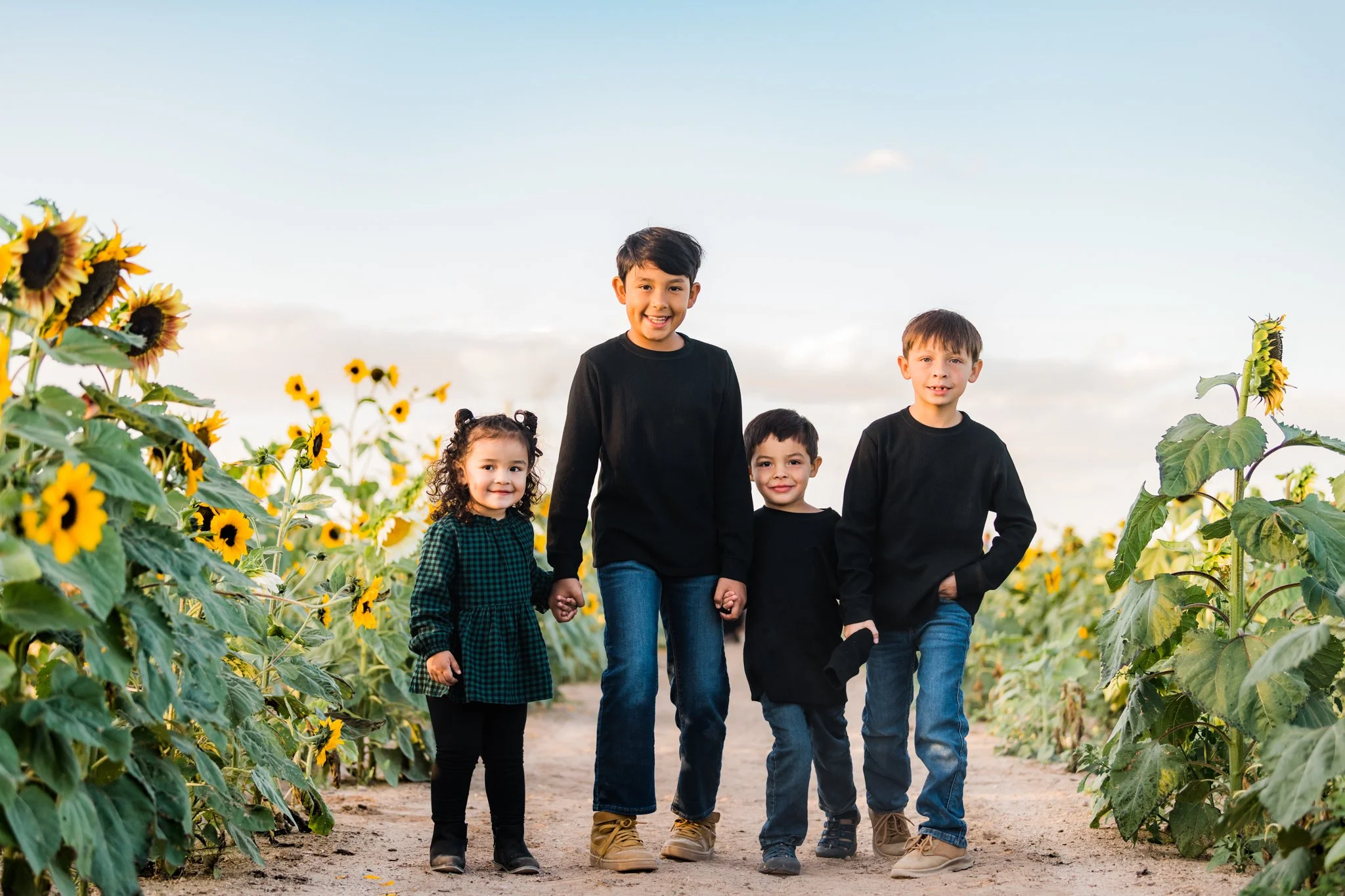 Cotton Fields and Sunflowers in Arizona 