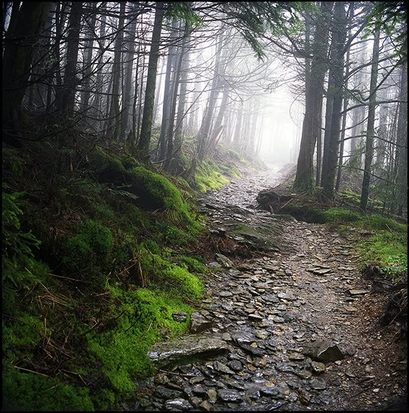 dreamingfog copy.jpg